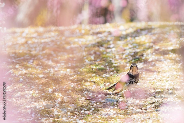 Obraz 梅とつぐみ