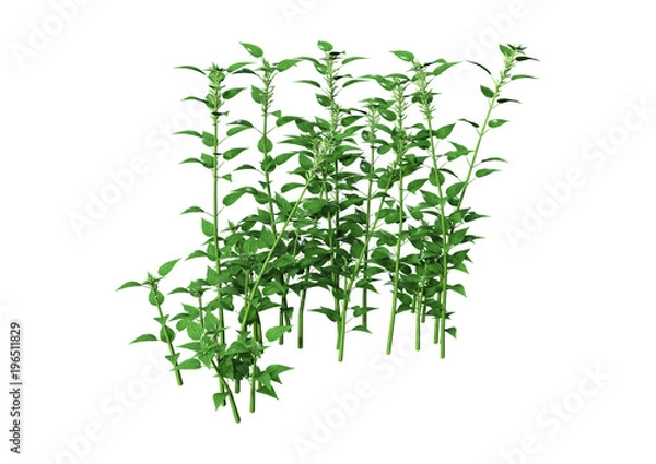 Fototapeta 3D Rendering Common Nettle on White