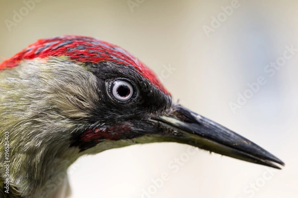 Fototapeta Portrait eines Grünspechts