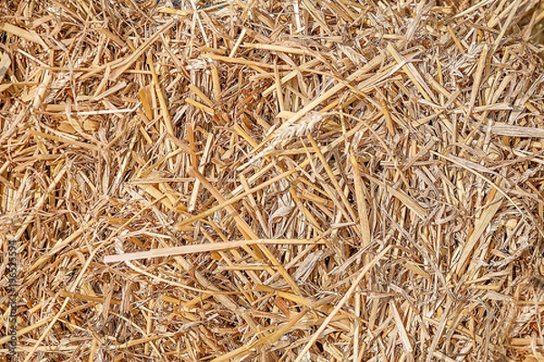Fototapeta Texture of hay, straw