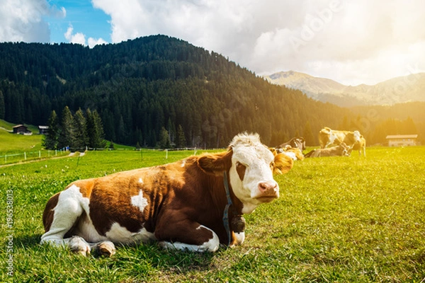 Obraz Kuh auf der Alm bei Sonnenschein