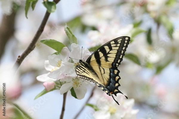 Obraz Swallowtail