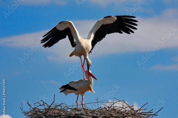 Obraz Cigüeñas apareándose 