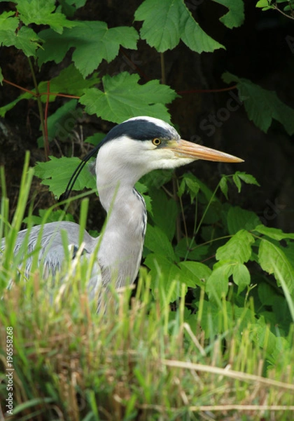 Obraz portrait de héron cendré