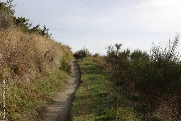 Obraz Path by the ocean