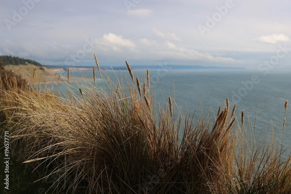 Obraz Grass by the ocean