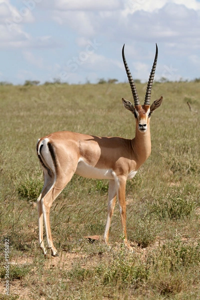 Obraz grant gazelle