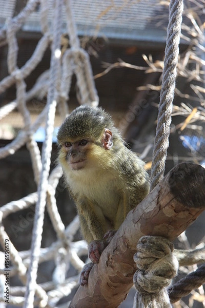 Obraz Angolan talapoin