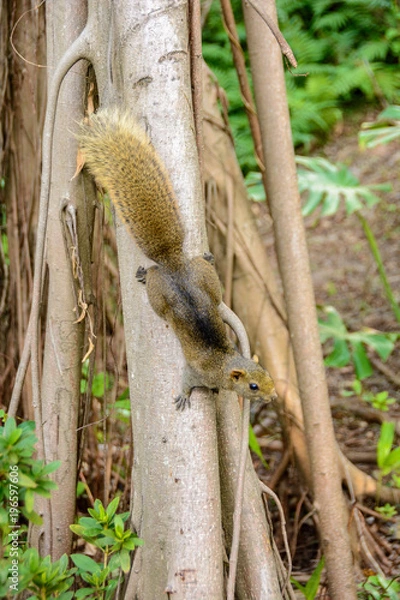Obraz Squirrel on the tree