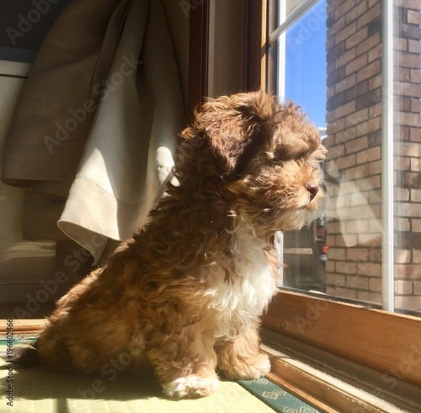 Fototapeta 外を眺める犬