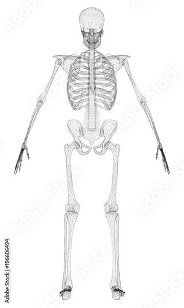 Fototapeta Polygonal human skeleton