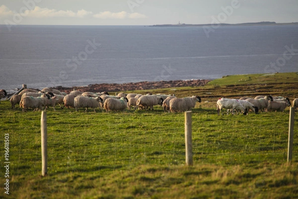 Fototapeta Flock of steps in the coast of Ireland