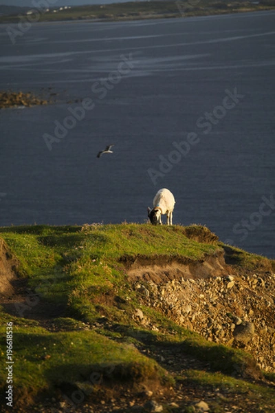 Fototapeta Sheep in the coast of Ireland