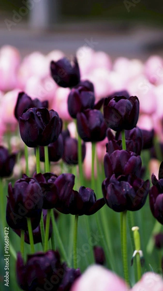 Obraz Тюльпаны в парке