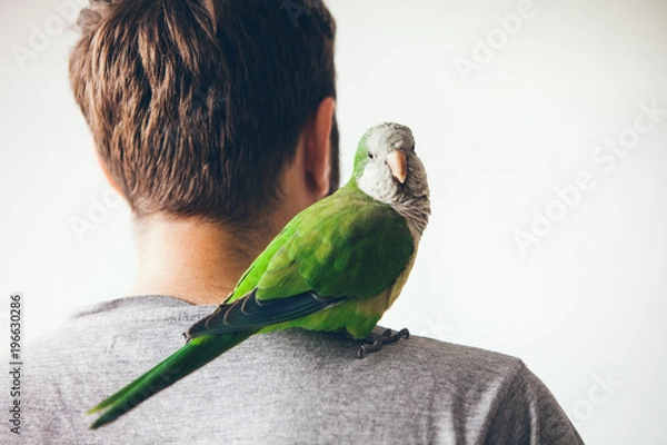 Obraz Parakeet mnich patrzy w kamerę z wyrazem ciekawości. Quaker papuga siedzi na ramieniu mężczyzny w domu.