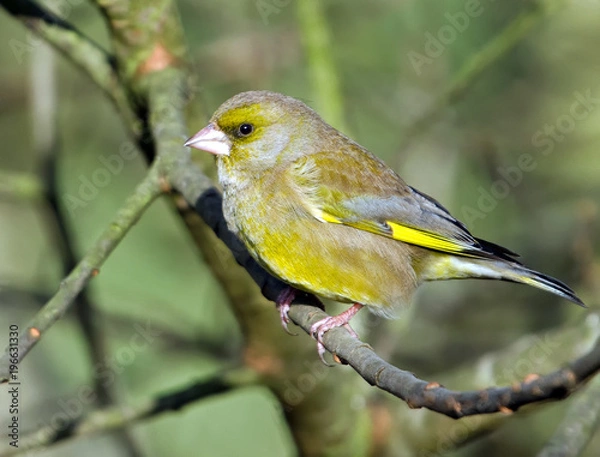 Obraz Greenfinch