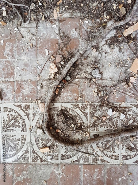 Obraz driftwood on a tile