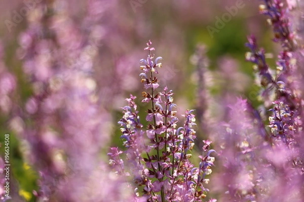Obraz spring flowers in the field