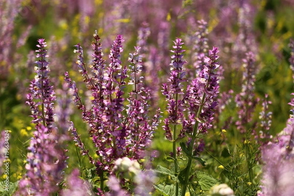 Obraz spring flowers in the field