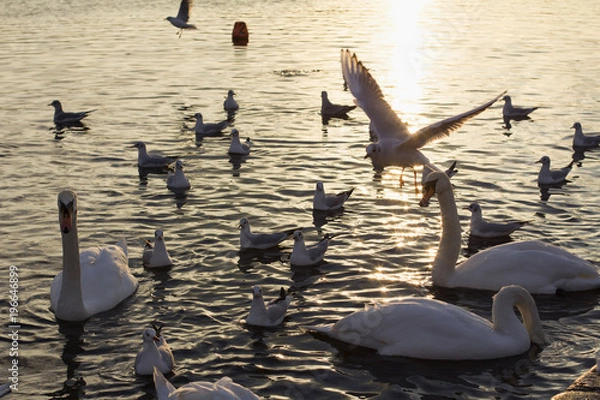 Obraz Swans, ducks and seagulls