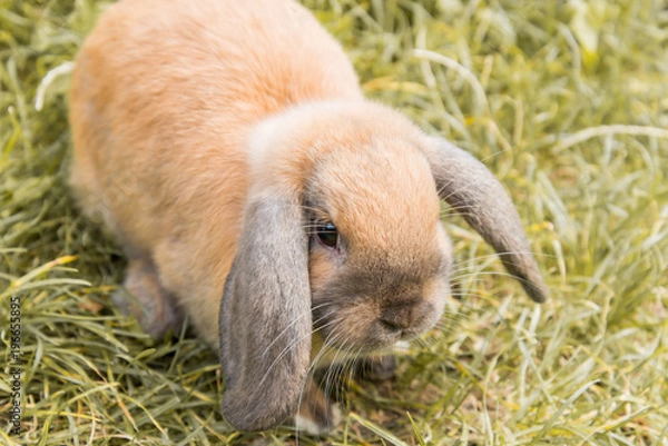 Obraz Zwergkanninchen