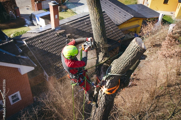 Fototapeta Arborysta wycina gałęzie piłą łańcuchową i rzuca na ziemię. Pracownik z hełmem pracujący na wysokości drzew. Drwal pracujący z piłą łańcuchową w piękny słoneczny dzień. Drzewo i natura