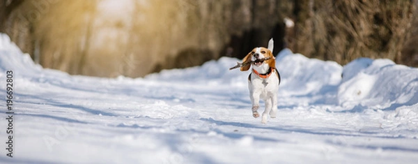 Fototapeta Pies rasy Beagle biegnie i bawi się w zimowym lesie w słoneczny mroźny dzień