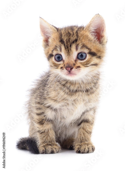 Obraz Kitten on white background.