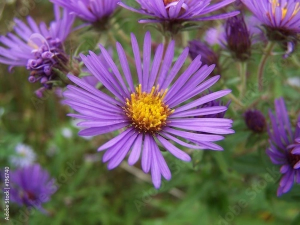 Obraz new england aster