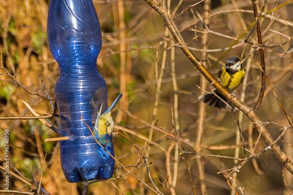 Obraz Feeder for birds from a plastic bottle