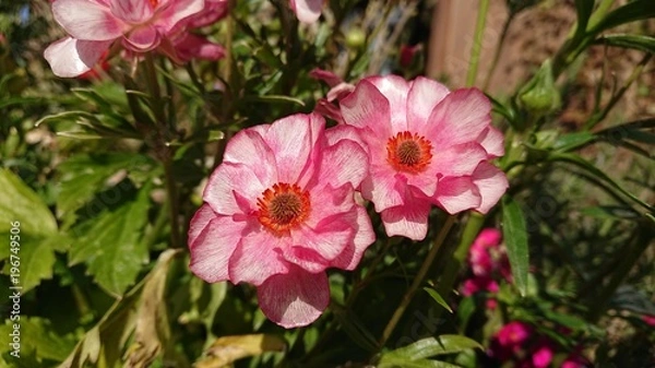 Fototapeta ピンクの花