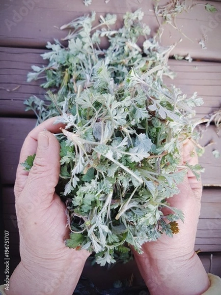 Obraz 두손 가득 담긴 쑥