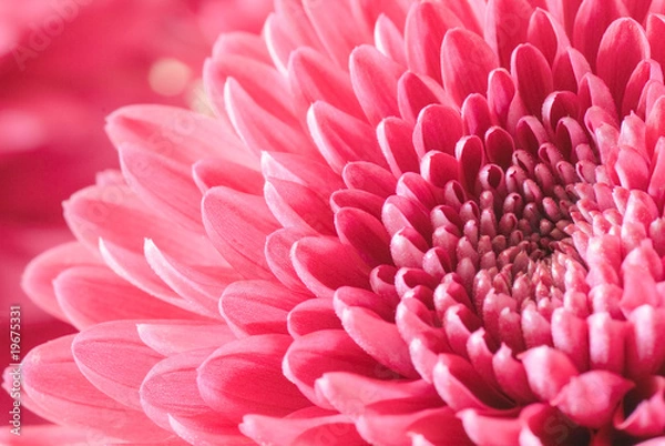 Fototapeta chrysanthemum