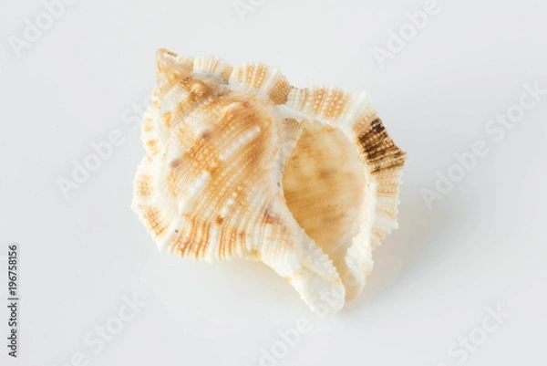 Fototapeta A beautiful sea shell