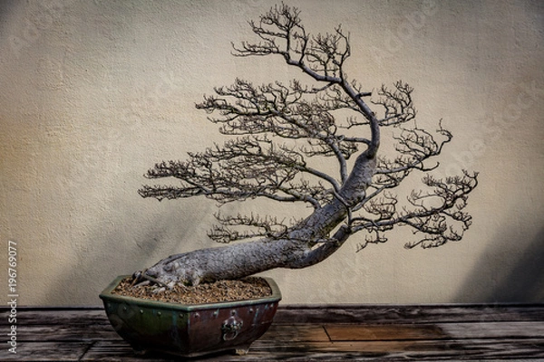Obraz Bonsai