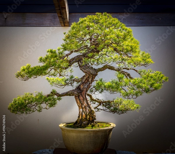 Obraz Bonsai