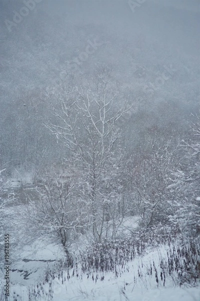 Fototapeta Winter landscape with trees covered with snow