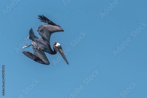 Fototapeta Brown pelican, bird ready to dive to catch a fish
