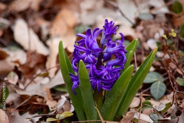 Obraz Purple Hyacinth 