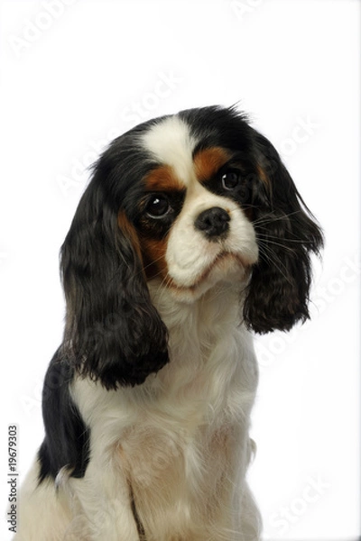Obraz douceur du regard d'un jeune cavalier king Charles spaniel