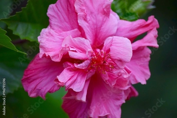 Obraz Mountain Flower