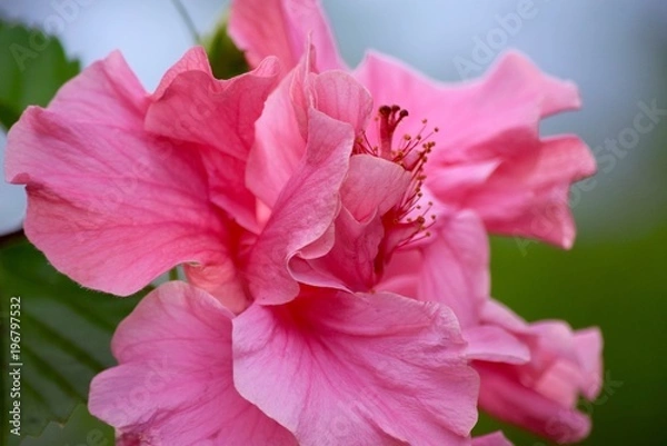 Obraz Pink Flower
