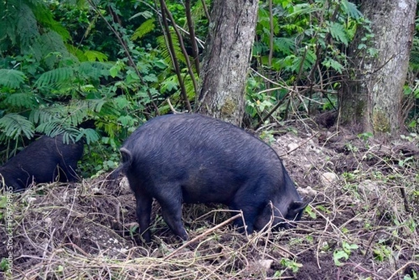 Obraz Rooting Pig