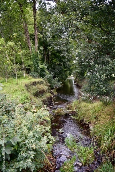 Obraz Forest Stream