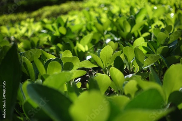 Fototapeta Green grass fence in spring time epic