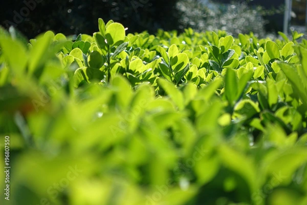 Obraz Green grass fence in spring time epic