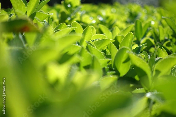 Fototapeta Green grass fence in spring time epic