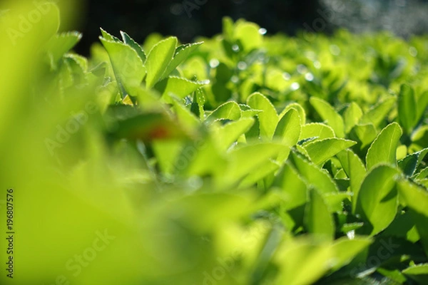 Fototapeta Green grass fence in spring time epic