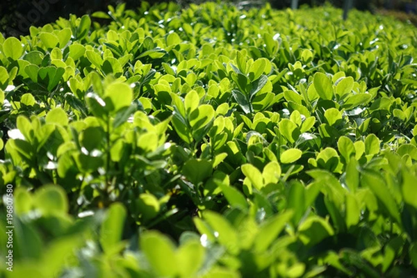 Obraz Green grass fence in spring time epic