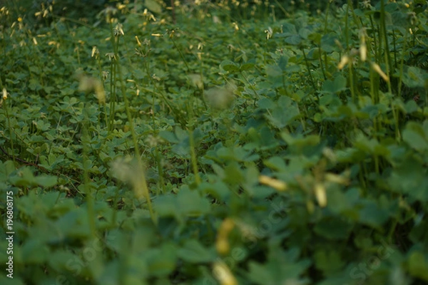 Obraz Green field grass